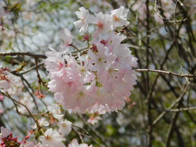 2021.03.24街中の桜 (154)平野神社十月桜.JPG