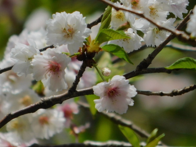 2021.03.24街中の桜 (158)平野神社寒桜.JPG
