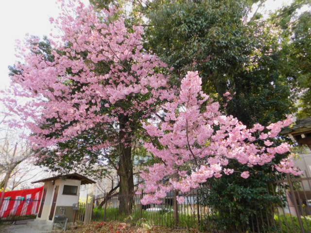 2021.03.24街中の桜 (149)平野神社陽光.JPG