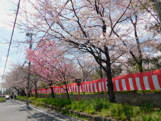2021.03.24街中の桜 (147)平野神社.JPG