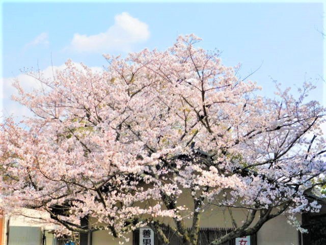 2021.03.26３２期松村厚子in奈良 (51)薬師寺.JPG