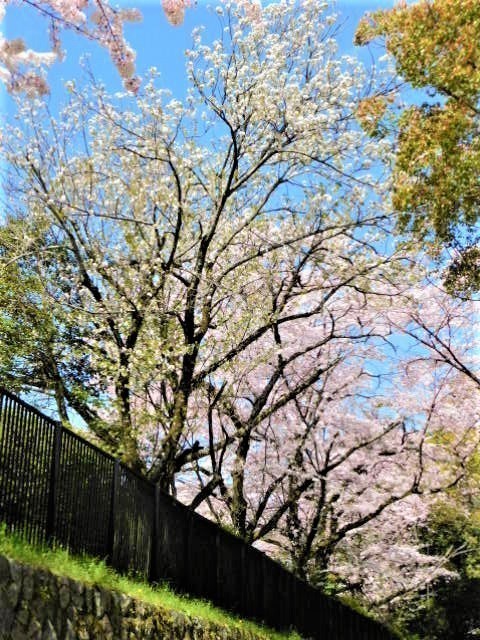 2021.03.31街中の桜 (55)インクライン.JPG