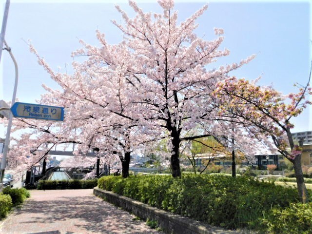 2021.03.31街中の桜 (107)鴨川運河冷泉通から南.JPG