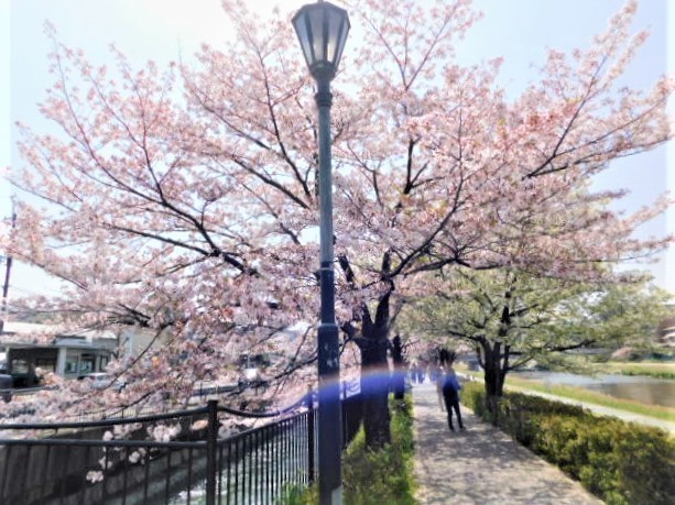 2021.04.01鴨川運河の桜 (4)二条大橋南.JPG