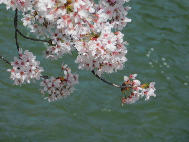 2021.03.31街中の桜 (112)鴨川運河.JPG
