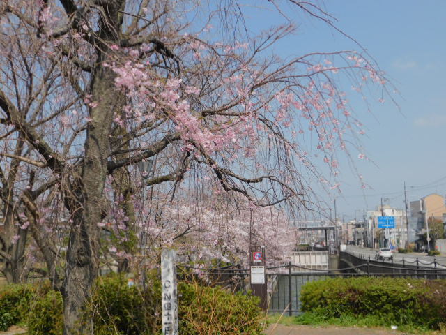 2021.04.01鴨川運河の桜 (5)御池大箸から北を.JPG