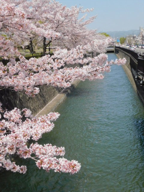 2021.03.31街中の桜 (113)鴨川運河.JPG