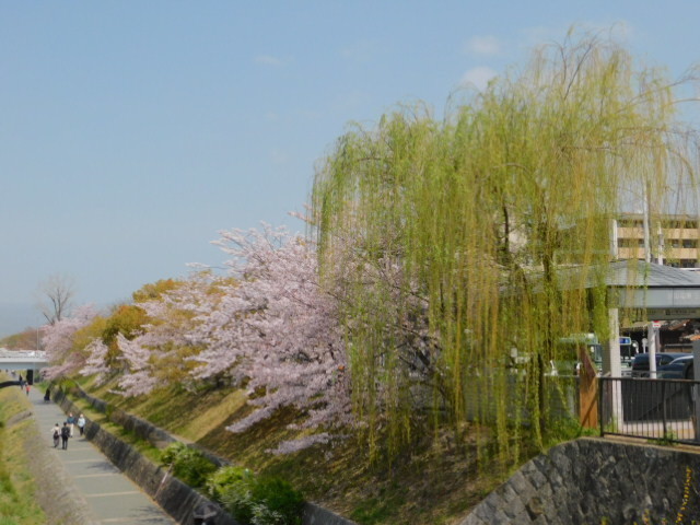 2021.04.01鴨川運河の桜 (10)三条大橋から北.JPG