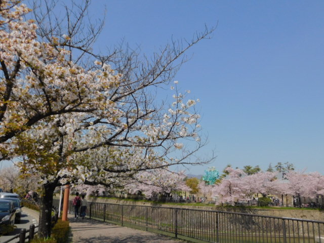 2021.03.31街中の桜 (71)岡崎・琵琶湖疎水鴨東運河前半.JPG