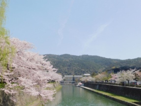 2021.03.31街中の桜 (75)岡崎・琵琶湖疎水.JPG
