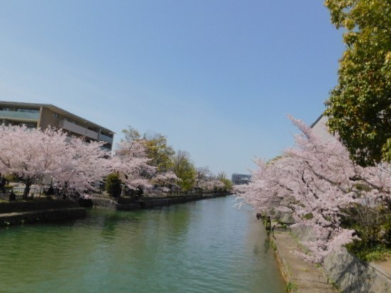 2021.03.31街中の桜 (83)岡崎・琵琶湖疎水.JPG