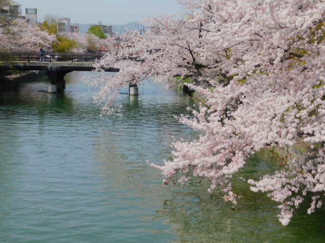 2021.03.31街中の桜 (95)冷泉通・琵琶湖疎水熊野橋.JPG