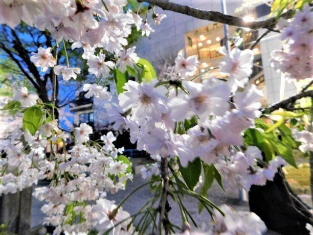 2021.04.01木屋町の桜 (26)仏光寺公園.JPG