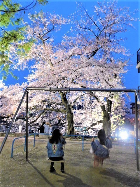 2021.04.01木屋町の桜 (29)仏光寺公園.JPG