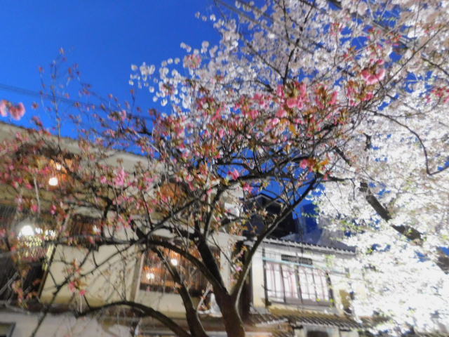 2021.04.01木屋町の桜 (40).JPG