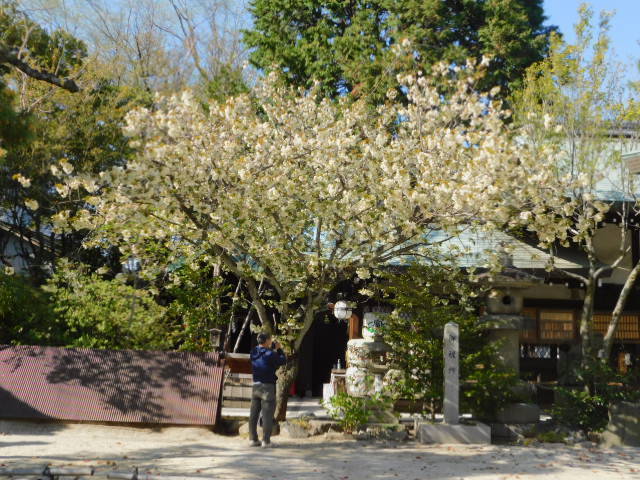 2021.04.05白峯神宮の桜 (1)鬱金.JPG