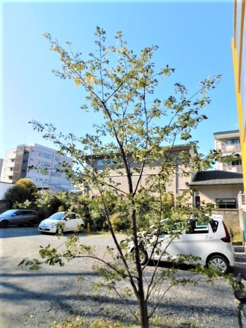 2021.04.05白峯神宮の桜 (17)鬱金.JPG