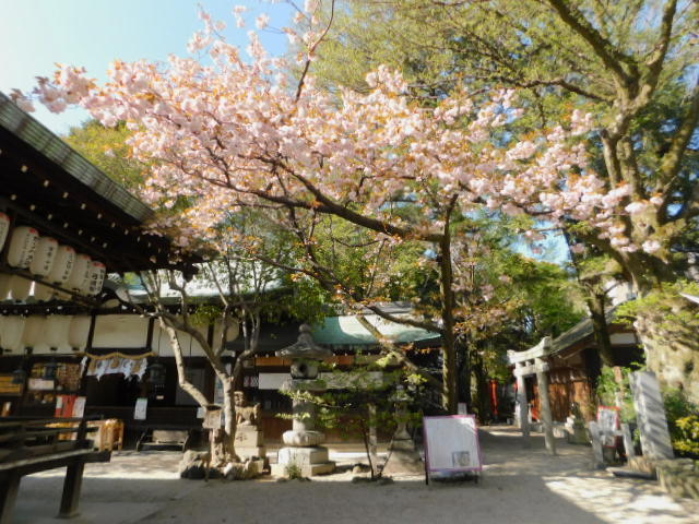 2021.04.05白峯神宮の桜 (11)普賢象.JPG