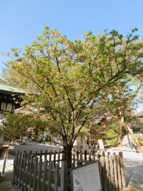 2021.04.05白峯神宮の桜 (18)(平野)撫子.JPG