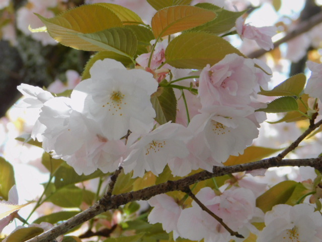 2021.04.07街中の期桜 (94)雨宝院観音桜.JPG