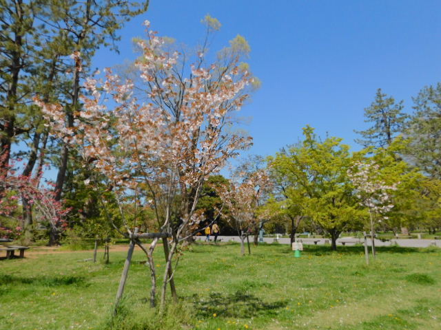 2021.04.07街中の期桜 (33)京都御苑.JPG