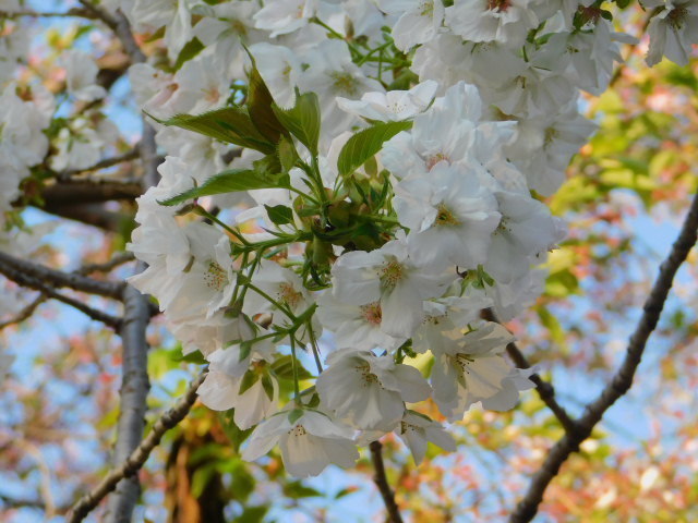 2021.04.05平野神社の桜 (104)不明.JPG