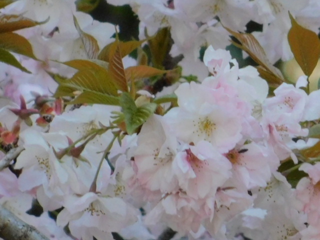 2021.04.05平野神社の桜 (76)不明.JPG