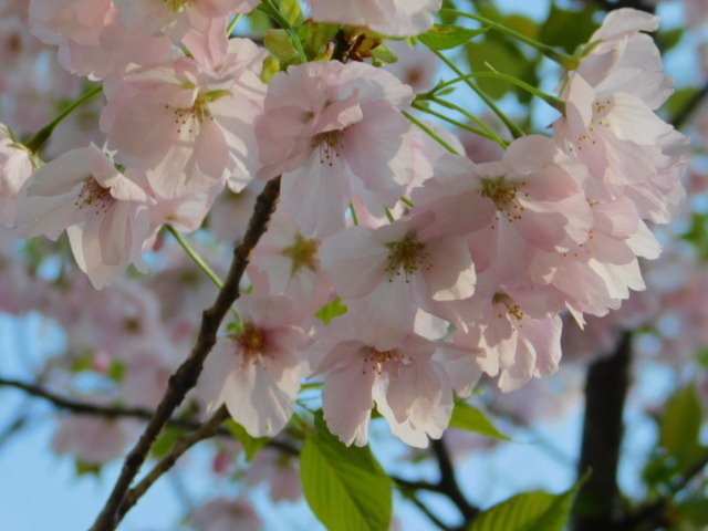 2021.04.05平野神社の桜 (80)朱雀.JPG