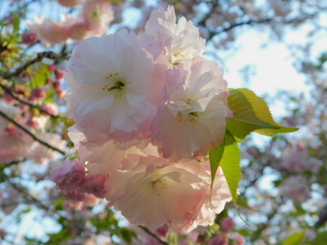 2021.04.05平野神社の桜 (94)松月.JPG