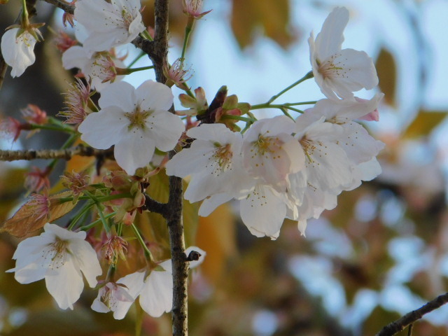 2021.04.05平野神社の桜 (98)嵐山.JPG