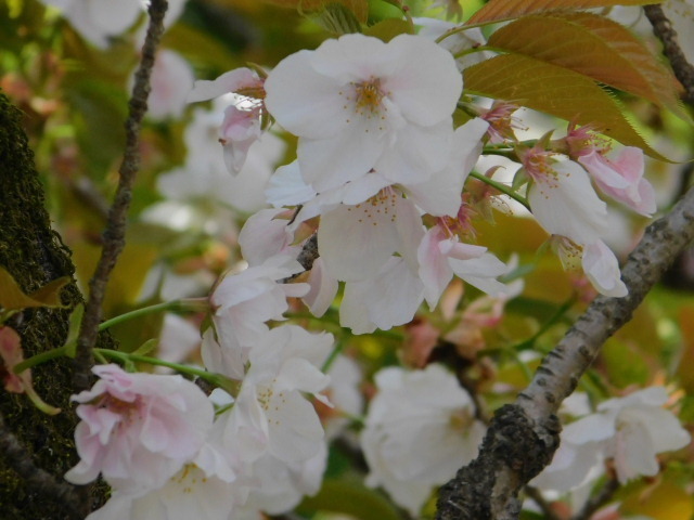 2021.04.05平野神社の桜 (17)有明.JPG