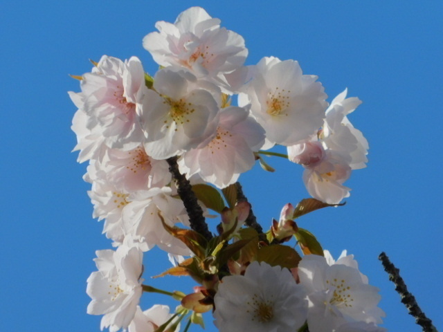 2021.04.05平野神社の桜 (53)大内山.JPG