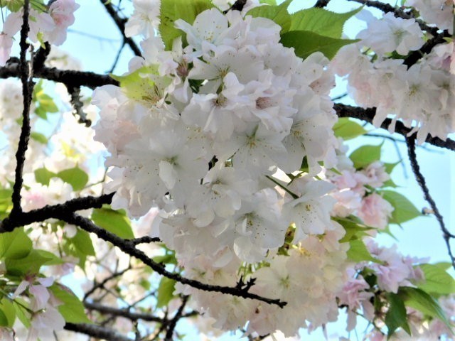 2021.04.05平野神社の桜 (58)白雲桜.JPG
