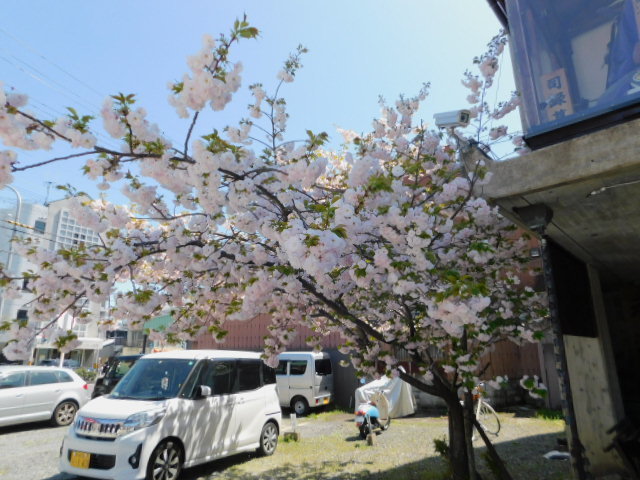 2021.04.07街中の期桜 (126)千本ゑんま堂・松月.JPG