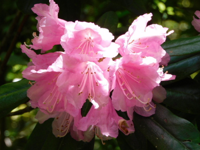 本石楠花＆西洋石楠花＠京都府立植物園。: 朝は知恩院でラジオ体操