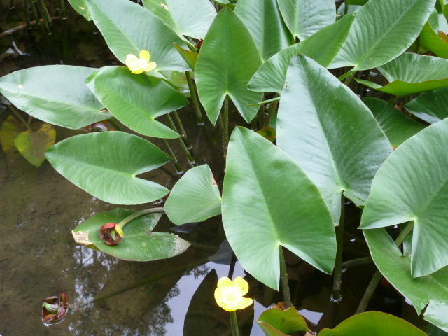 初夏の花③・コウホネ(河骨)＠平安神宮神苑。: 朝は知恩院でラジオ体操！(の気分)：by行者橋 渡