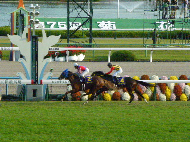 おめでとう 酒井学騎手 トーホウジャッカル 菊花賞２０１４ をレコードで制す 朝は知恩院でラジオ体操 の気分 By行者橋 渡