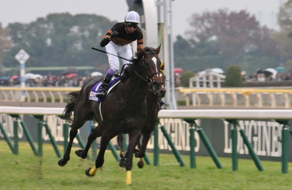 選ぶなら 見事！キタサンブラック&武豊騎手！＠ジャパンカップ スポーツ選手