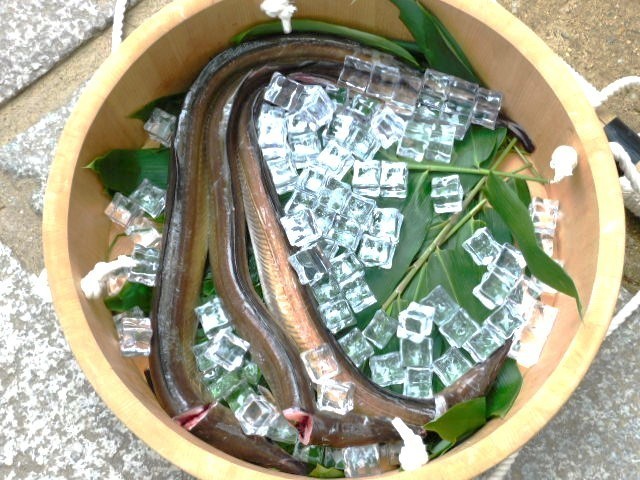 2023.07.03はも道中 (40).JPG